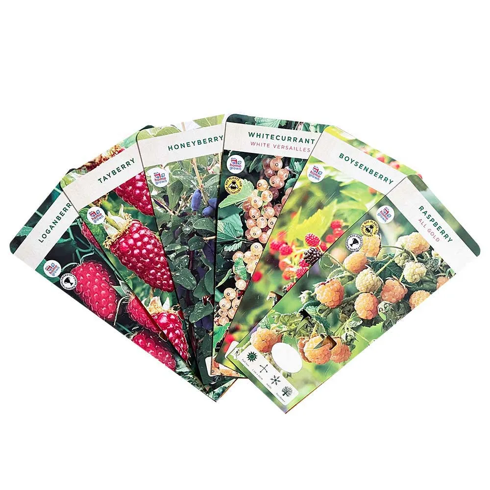 Raspberry Malling Jewel (Rubus idaeus) Fruit Bush 3ltr Pot